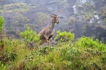 Nilgiri Reserve 2 Nilgiri Reserve 2